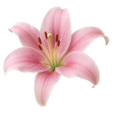 kailynn ɞ˚ 🩰